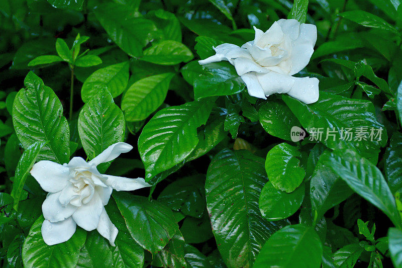 栀子花/栀子花